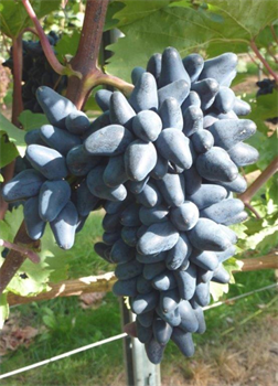Namizna sorta grozdja 